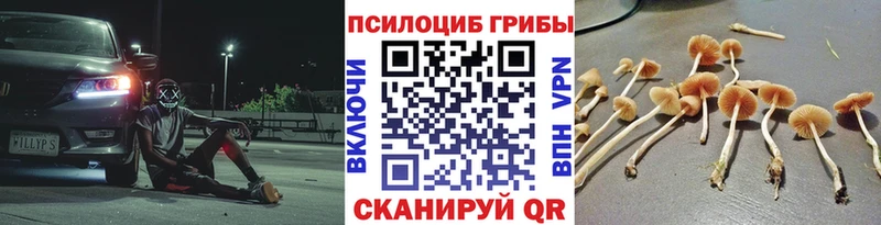 купить  сайты  маркетплейс клад  Псилоцибиновые грибы GOLDEN TEACHER  Суджа 